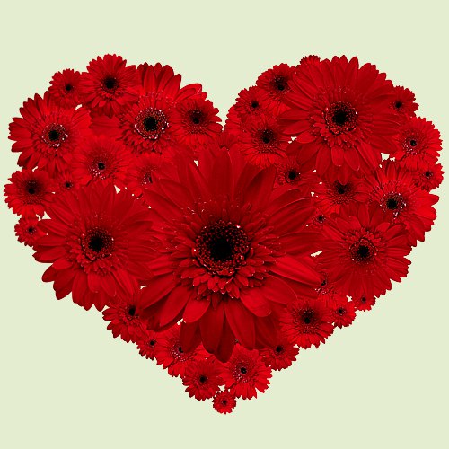 Stunning Heart-Shape Arrangement of Red Gerberas