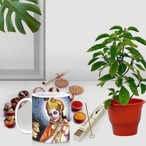 Classic Gift of Holy Tulsi Plant with Puja Gift Items