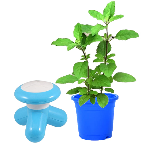 Nurture with Love Basil Plant n Electric Massager Combo