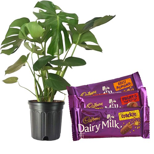 Air Purifying Philodendron Plant n Chocolicious Memories