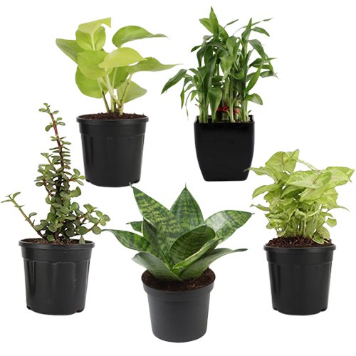 Amazing 5 Set of Air Purifying Plants