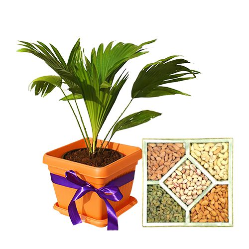 Cheerful Table Palm Plant with Assorted Dry Fruits Bliss