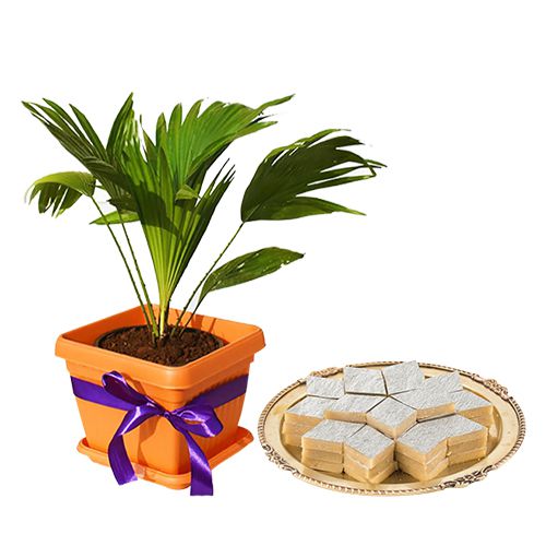 Attractive Table Palm Plant N Badam Barfi Pair