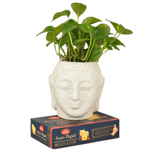 Charming Money Plant with Soan Papdi Sweet Delight