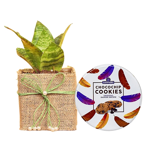 Best Air Purifying Jute Wrapped Snake Plant with Sapphire Cookies Combo