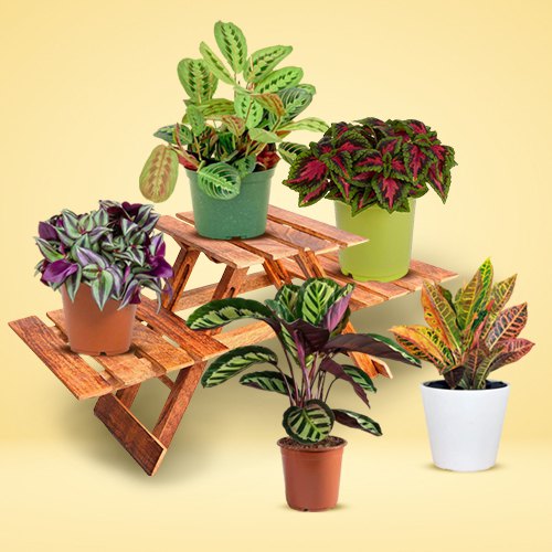 Attractive Set of 5 House Plants