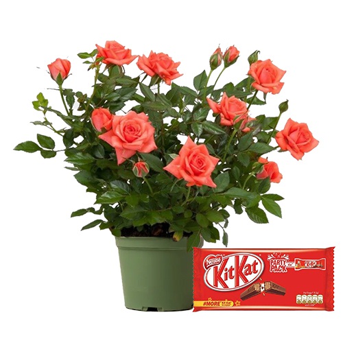 Attractive Pair of Rose Plant N Chocolaty Ecstasy