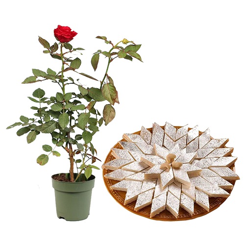 Delightful Pair of Potted Rose Plant N Kaju Katli