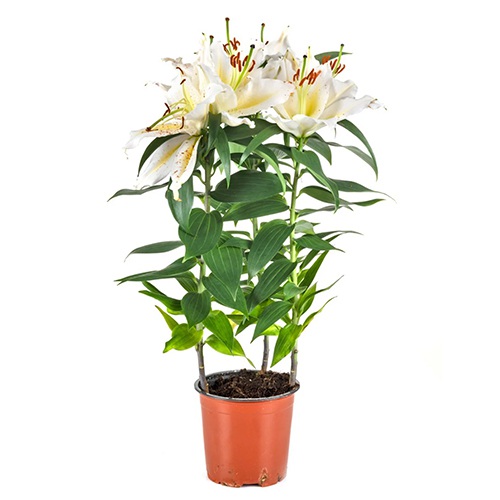 Aesthetic Lily Plant in Pot