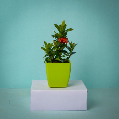 Beautiful Ixora Plant Gift