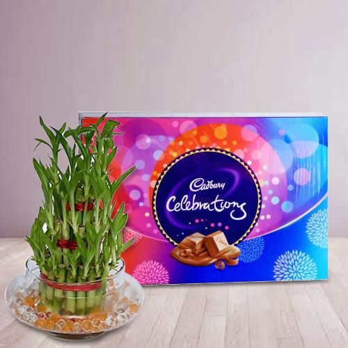 Delightful 2 Tier Lucky Bamboo Plant with Cadbury Celebrations Pack