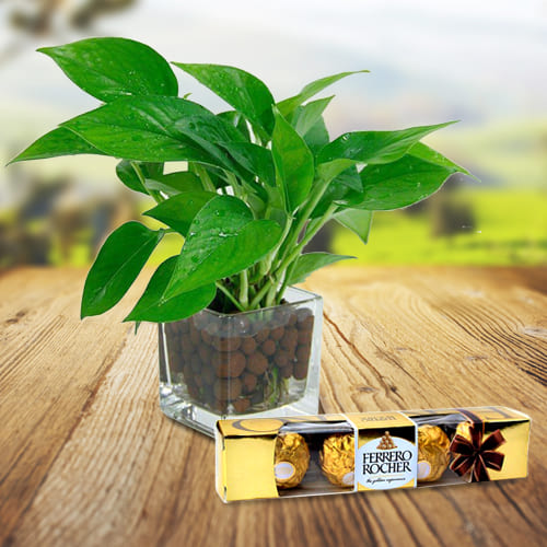 Delightful Selection of Ferrero Rocher Chocolates with Money Plant in a Glass Vase
