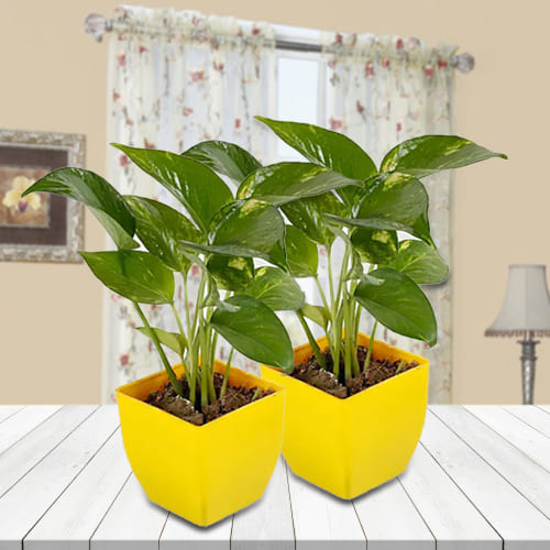 Duel Set of Money Plant in Attractive Plastic Pots<br>
