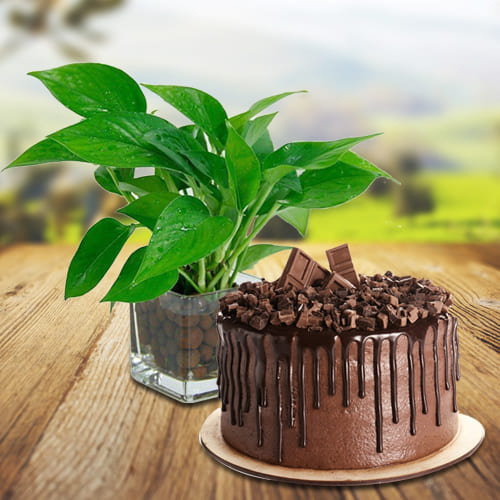 Captivating Combo of Money Plant in Glass Pot with Chocolate Cake