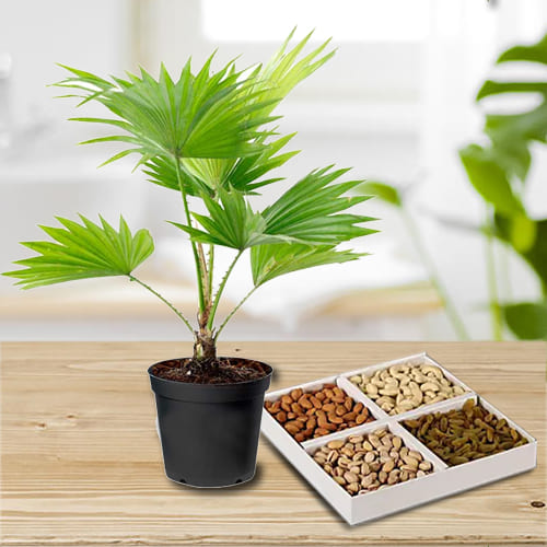 Exclusive China Palm in Plastic Planter with Dry Fruits Assortments