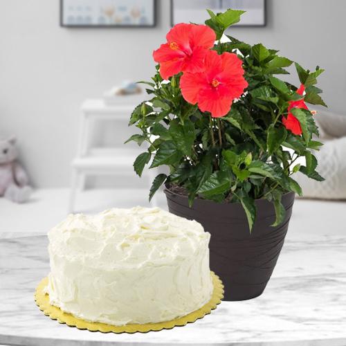 Exotic Combo of Tropical Hibiscus Plant with Vanilla Cake