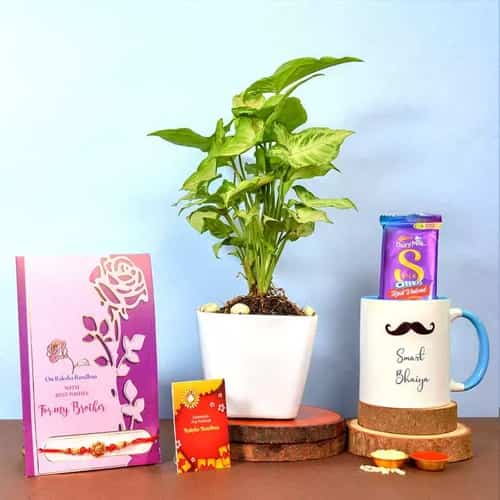 Om Rakhi with Syngonium Plant N More